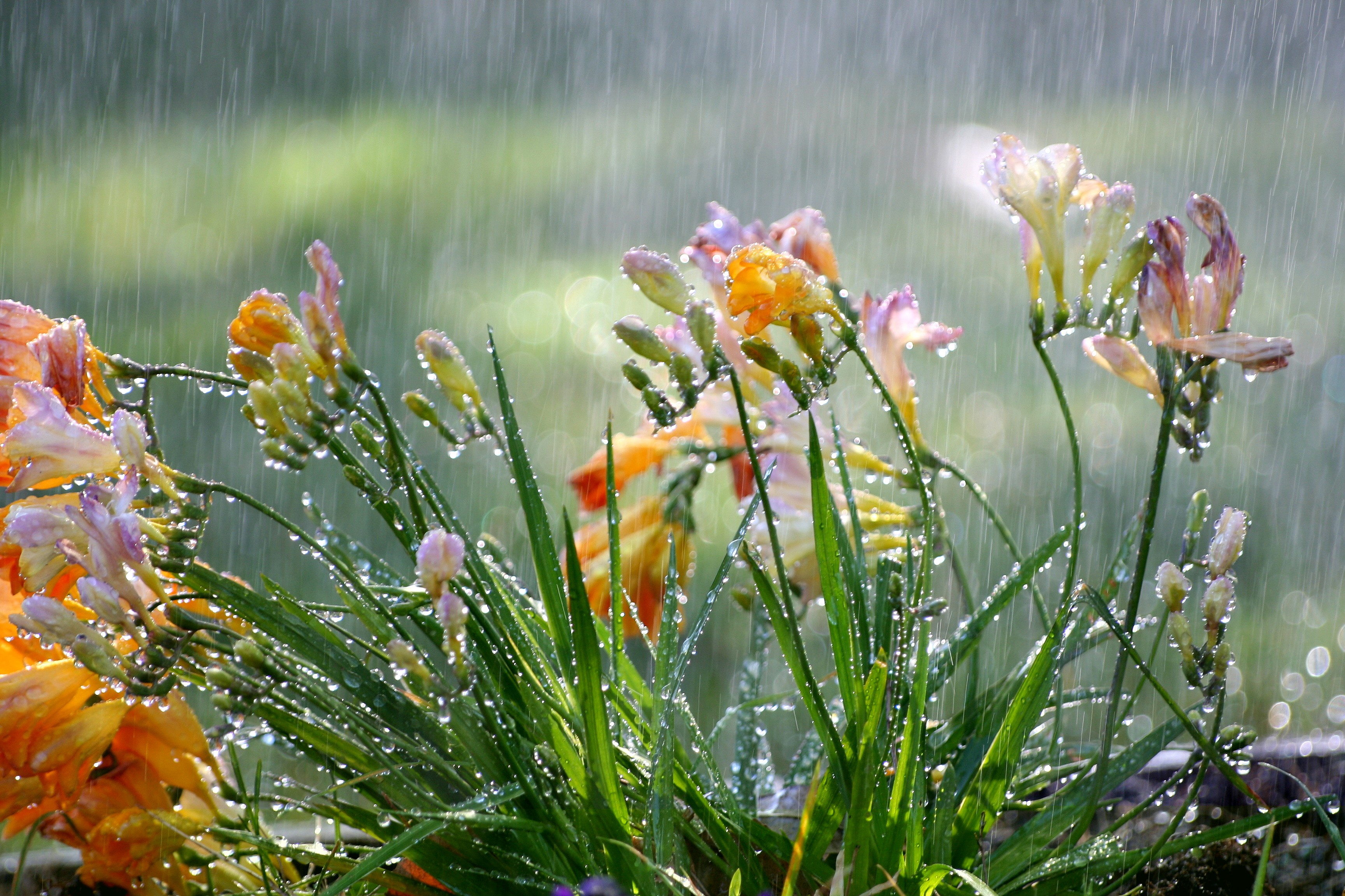 Spring Rain And Flowers , HD Wallpaper & Backgrounds