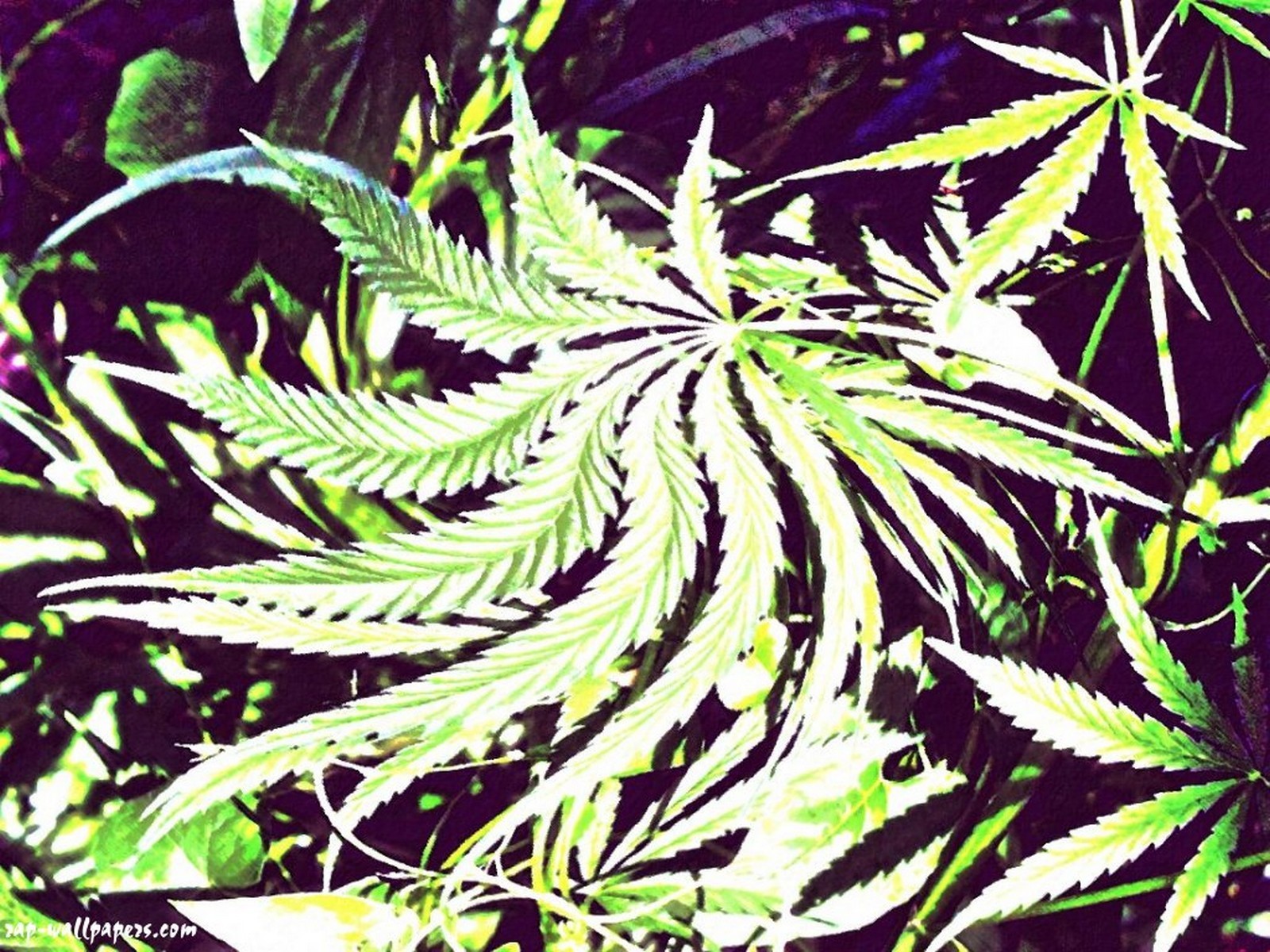 Marijuana , HD Wallpaper & Backgrounds