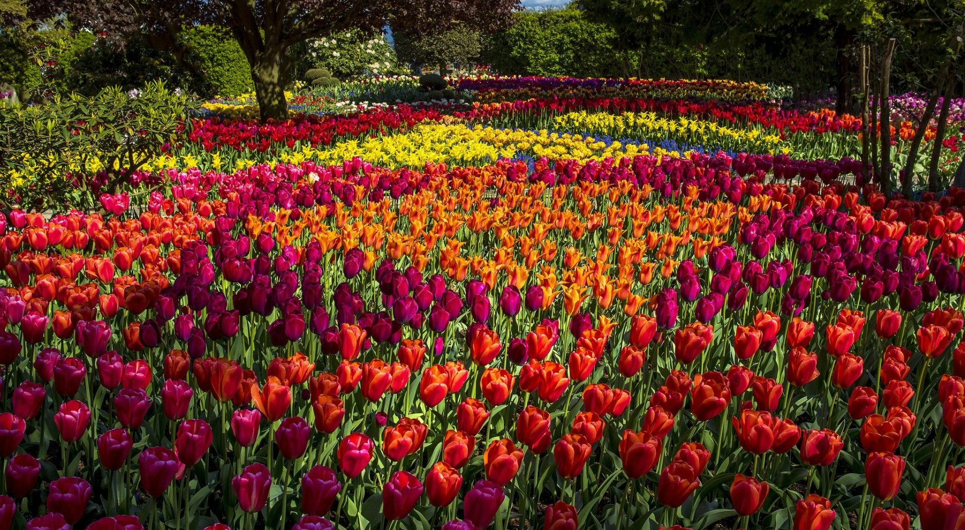 Featured image of post Wallpaper High Resolution Tulip Garden / Hd wallpapers and background images.