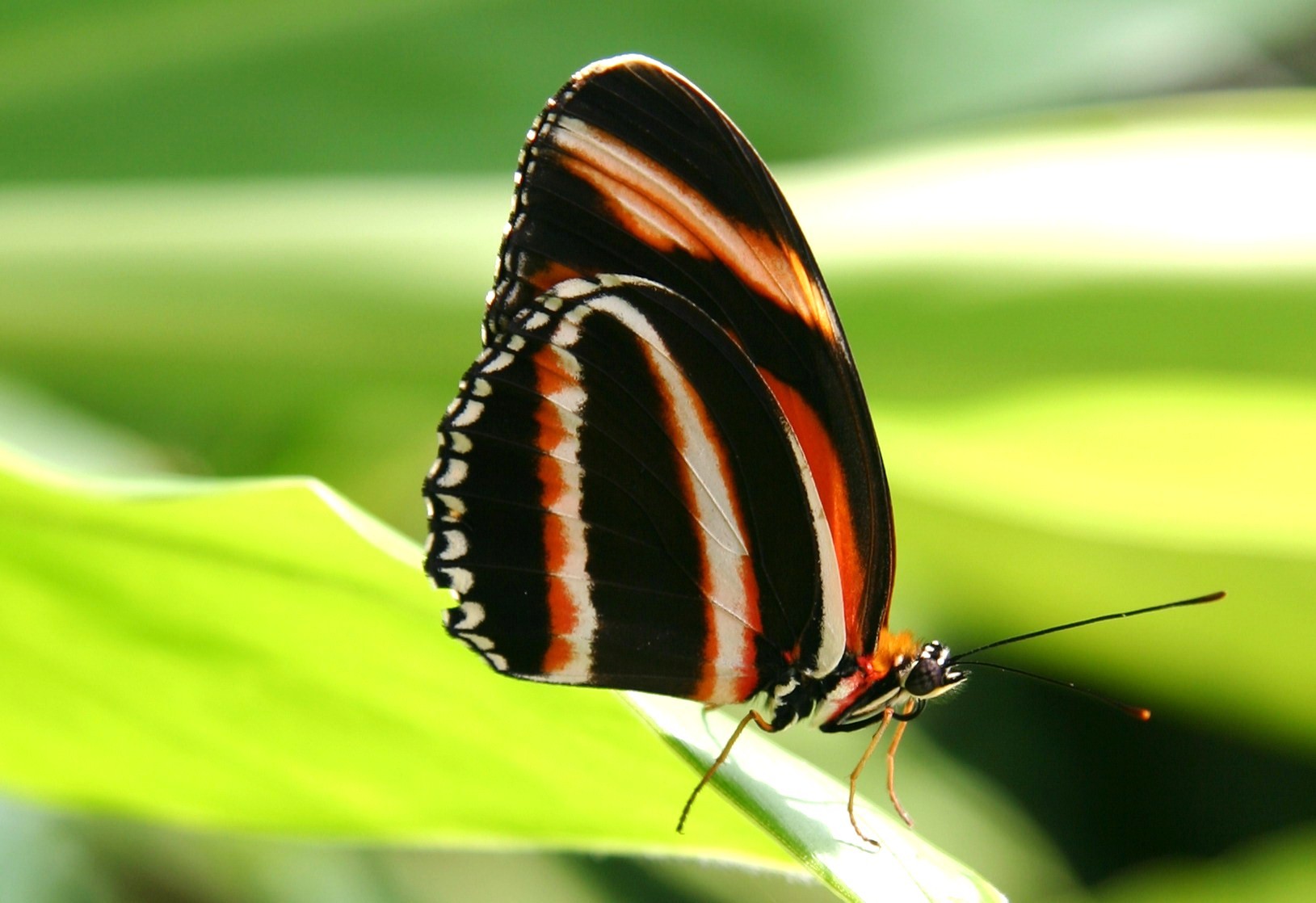 Бабочка черно оранжевая. Черно оранжевая бабочка. Бабочки 8. Черно желтая бабочка.