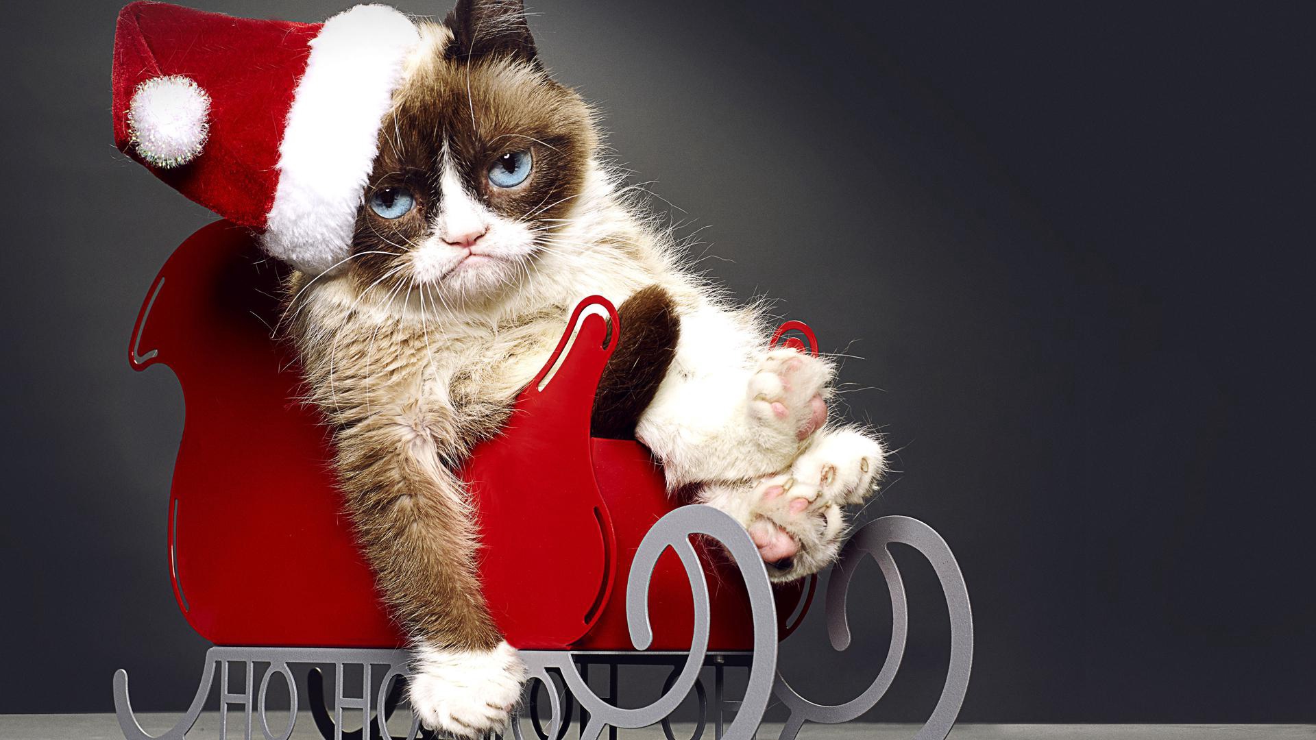 Christmas Grumpy Cat , HD Wallpaper & Backgrounds