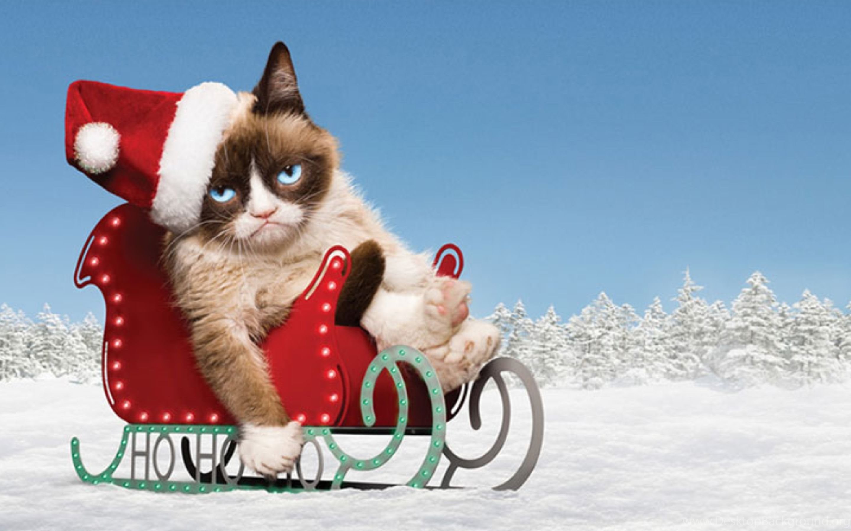 Grumpy Cat Christmas Backgrounds , HD Wallpaper & Backgrounds