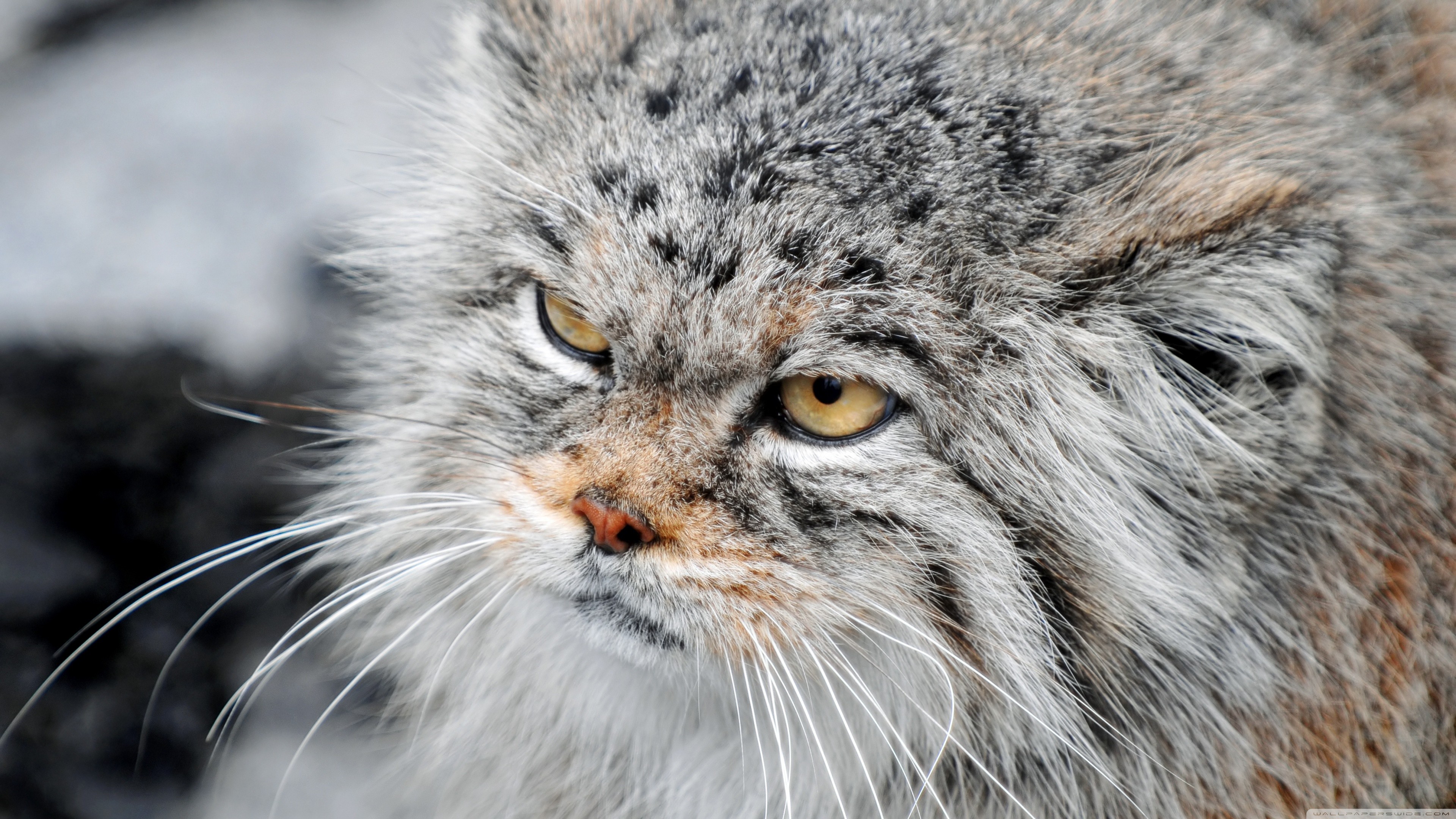 Grumpy Wild Cat , HD Wallpaper & Backgrounds