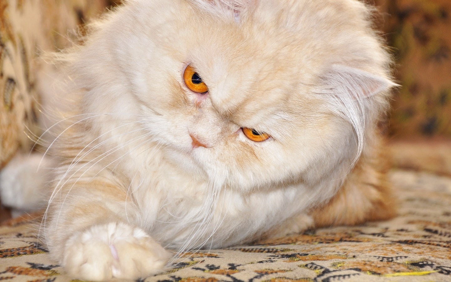 Persian Cats Images Hd , HD Wallpaper & Backgrounds