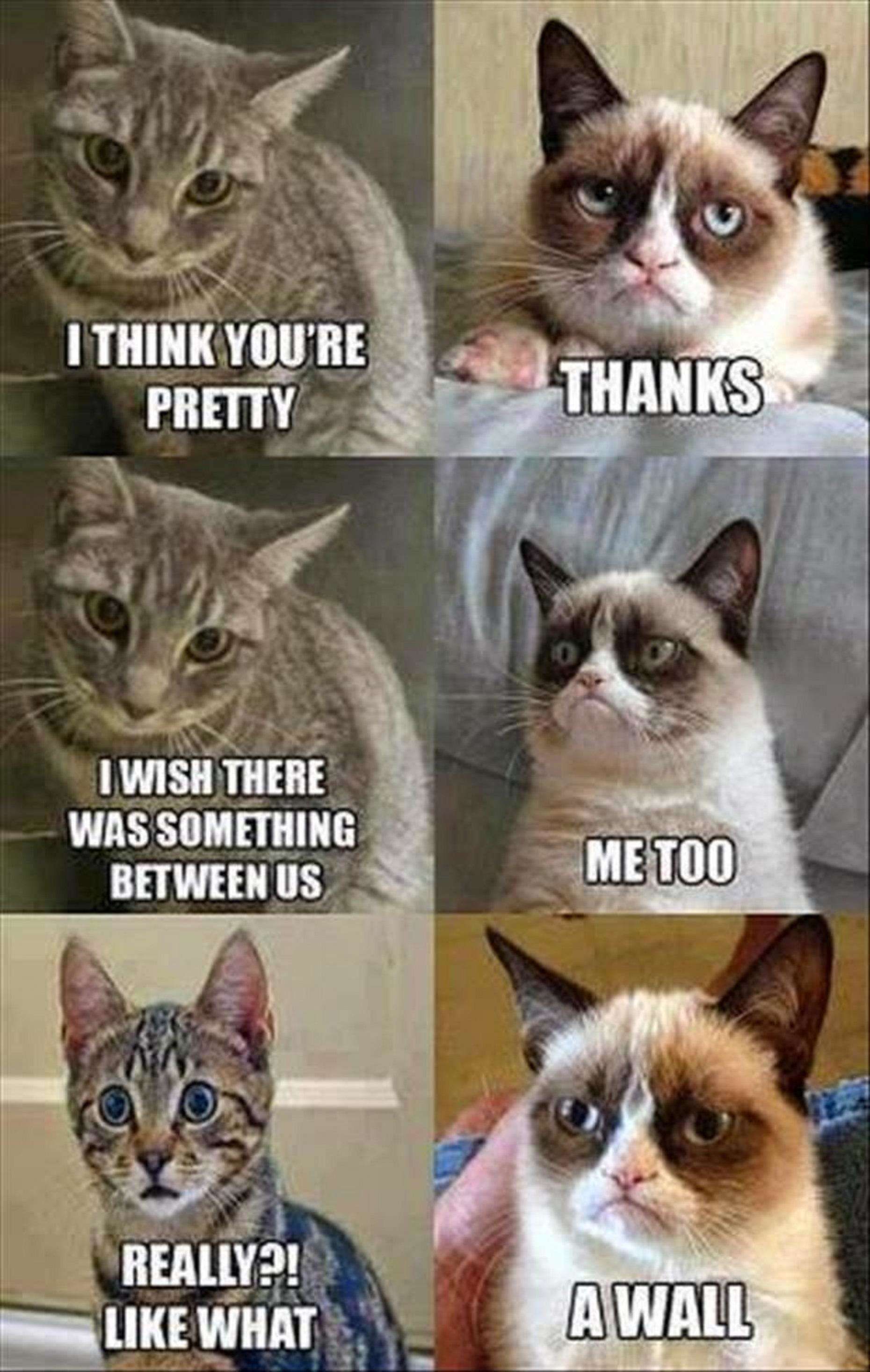 Funny Grumpy Cat Memes , HD Wallpaper & Backgrounds