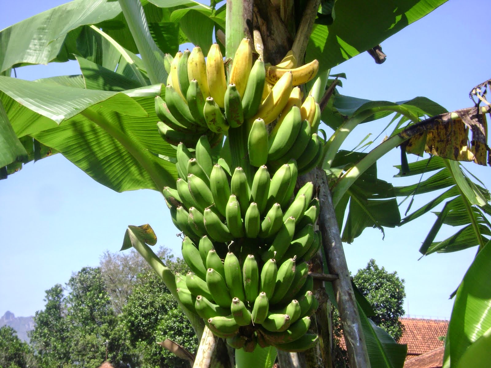 Pisang Matang Di Pohon , HD Wallpaper & Backgrounds