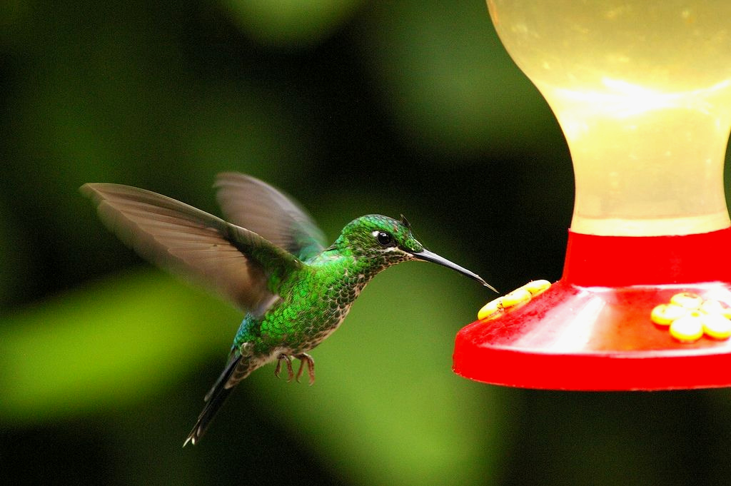 Nature Images For Desktop Free Birds Download , HD Wallpaper & Backgrounds