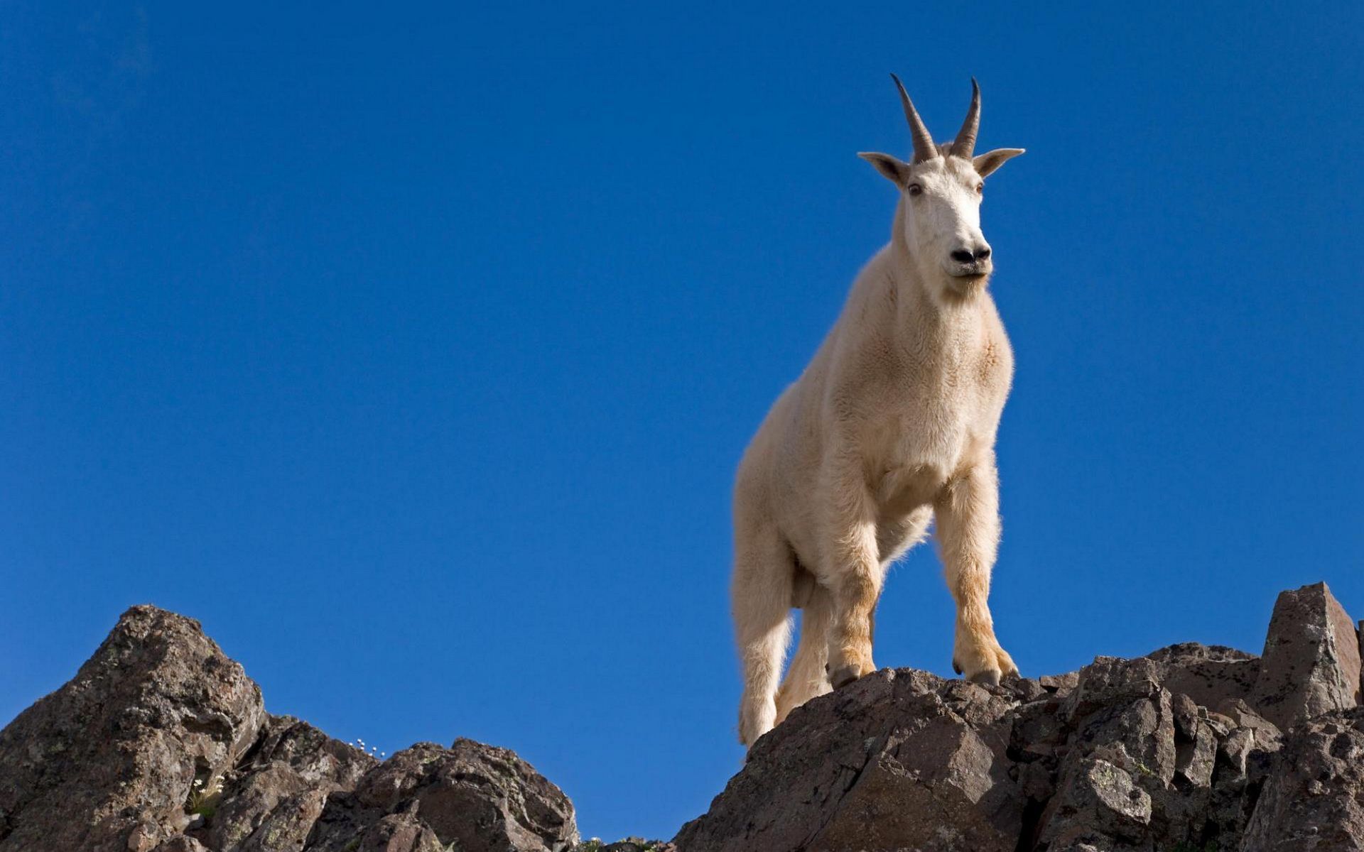 Goat On Top Of A Mountain , HD Wallpaper & Backgrounds