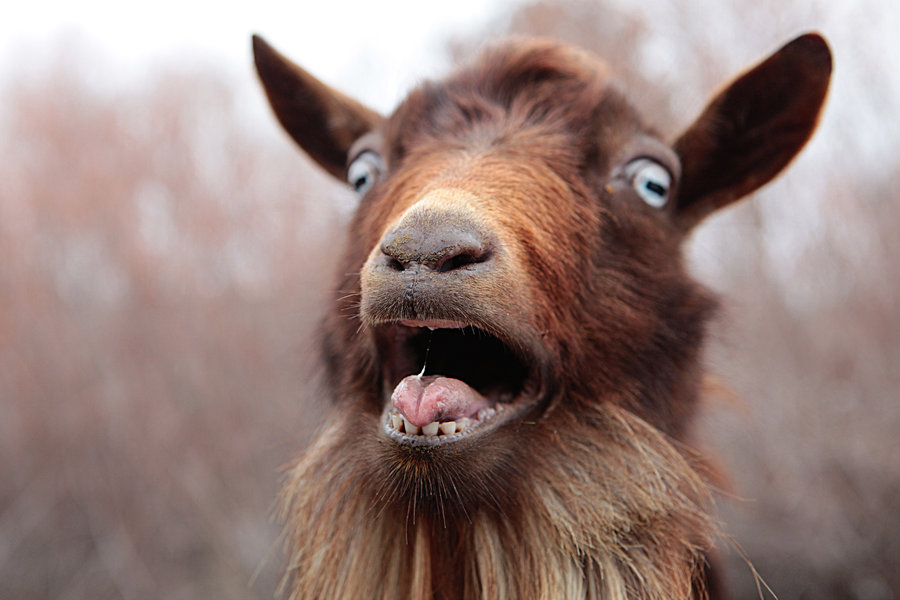 Goat With Mouth Open , HD Wallpaper & Backgrounds
