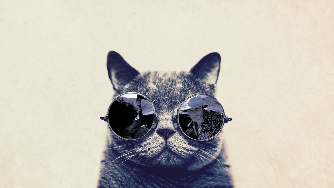 Cat With Sunglasses Wallpaper Hd , HD Wallpaper & Backgrounds