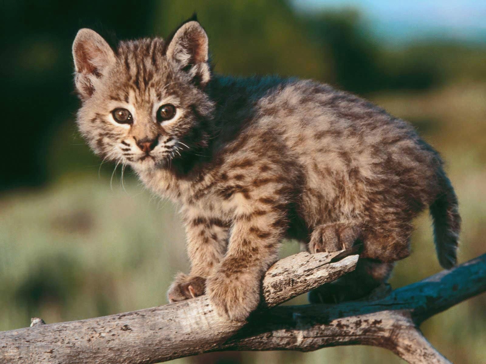 Bobcat Kittens , HD Wallpaper & Backgrounds
