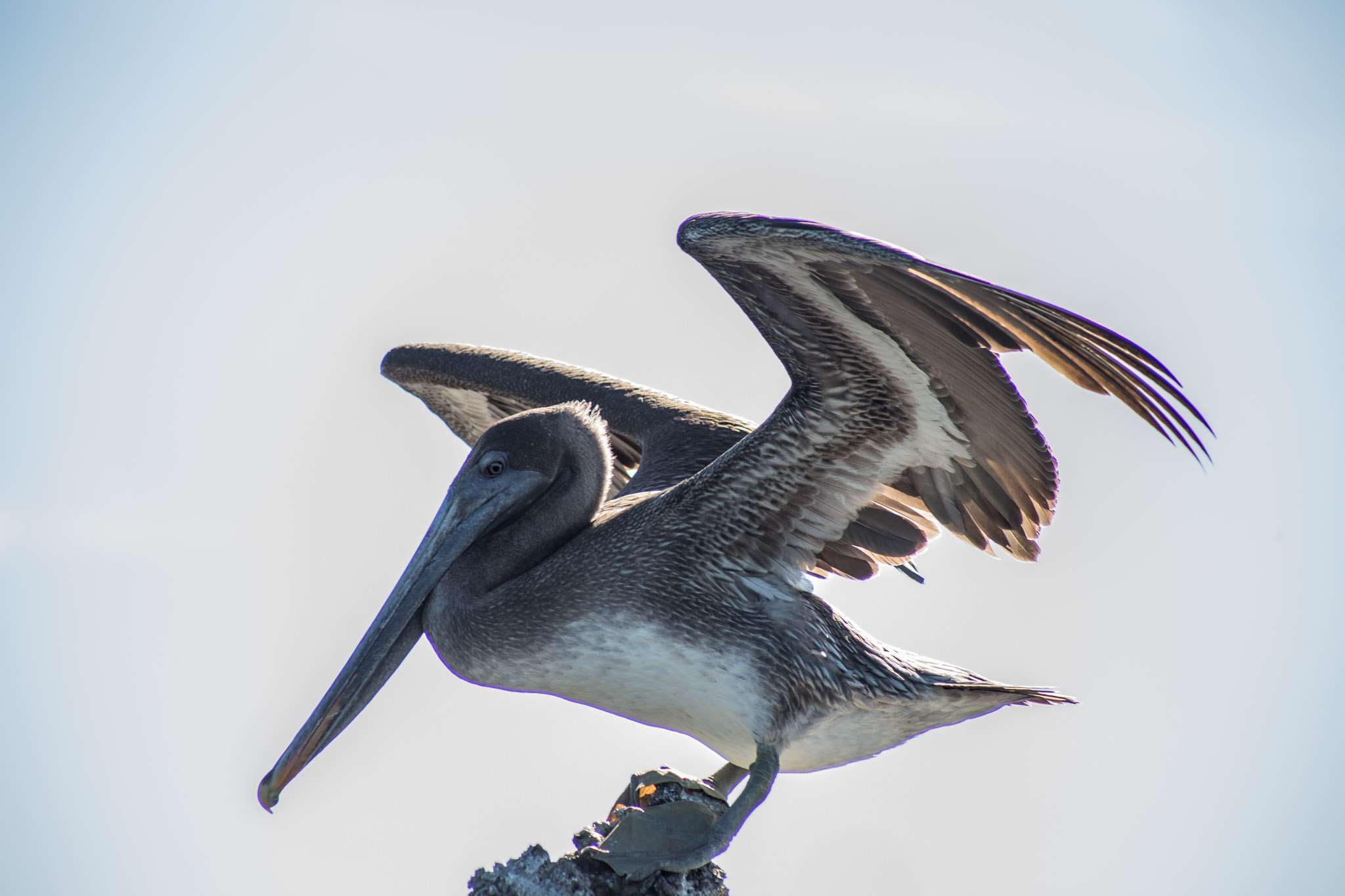 Brown Pelican , HD Wallpaper & Backgrounds