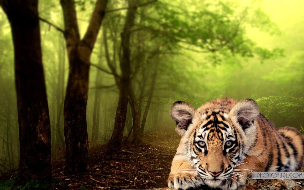 Wild Animals Wallpaper , HD Wallpaper & Backgrounds