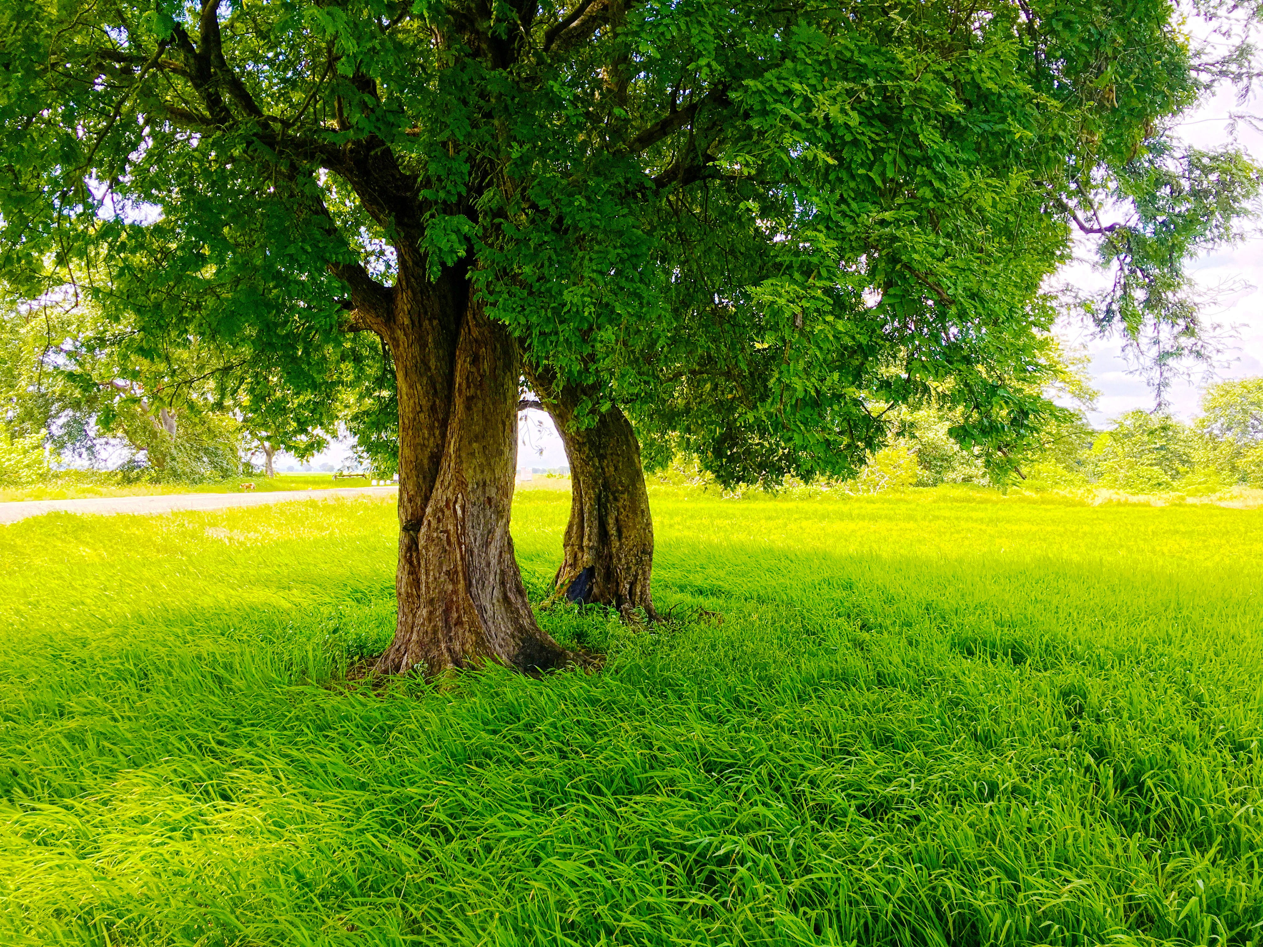 Sri Lankan Nature Backgrounds , HD Wallpaper & Backgrounds