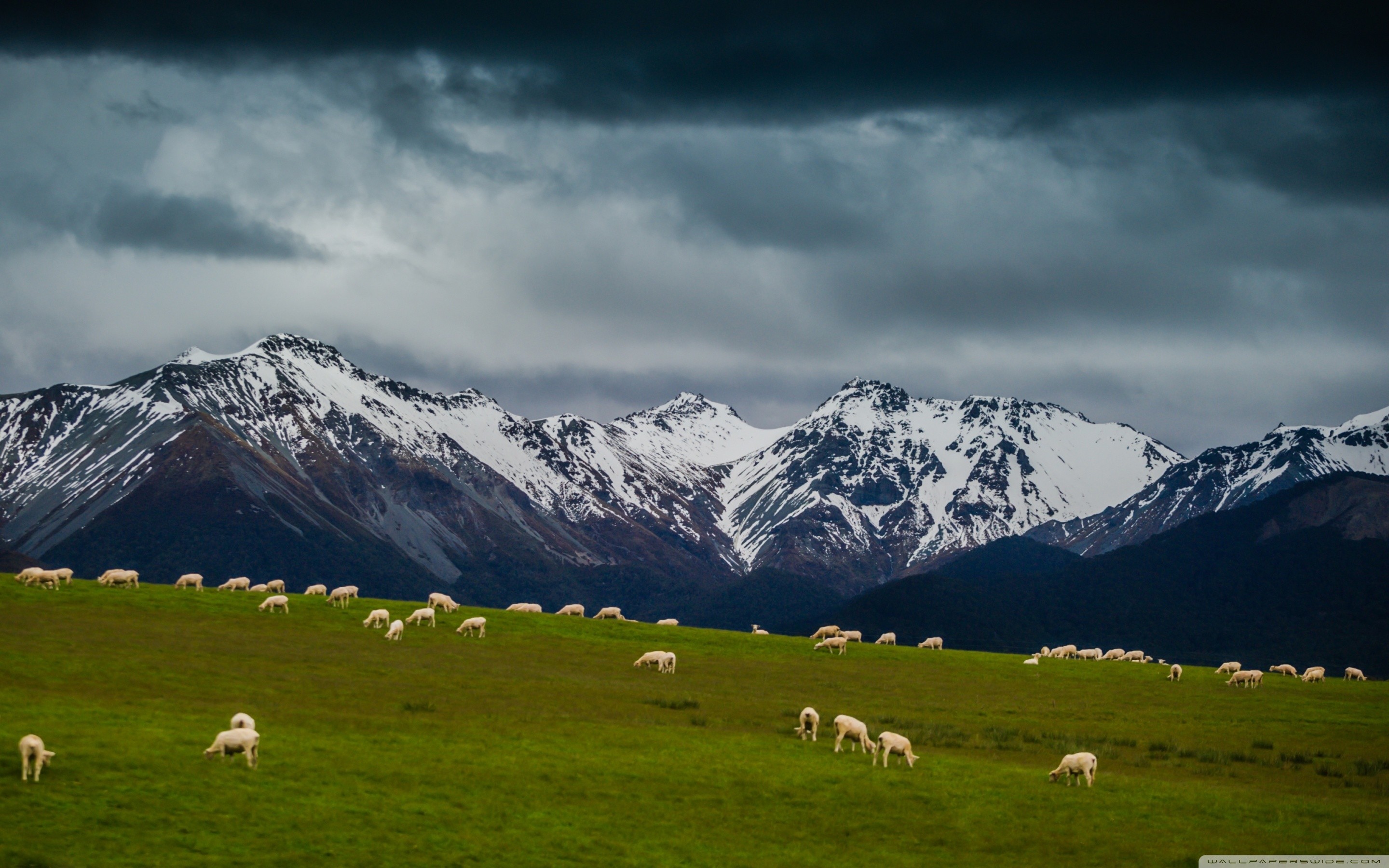 Sheeps In A Mountain Hd , HD Wallpaper & Backgrounds