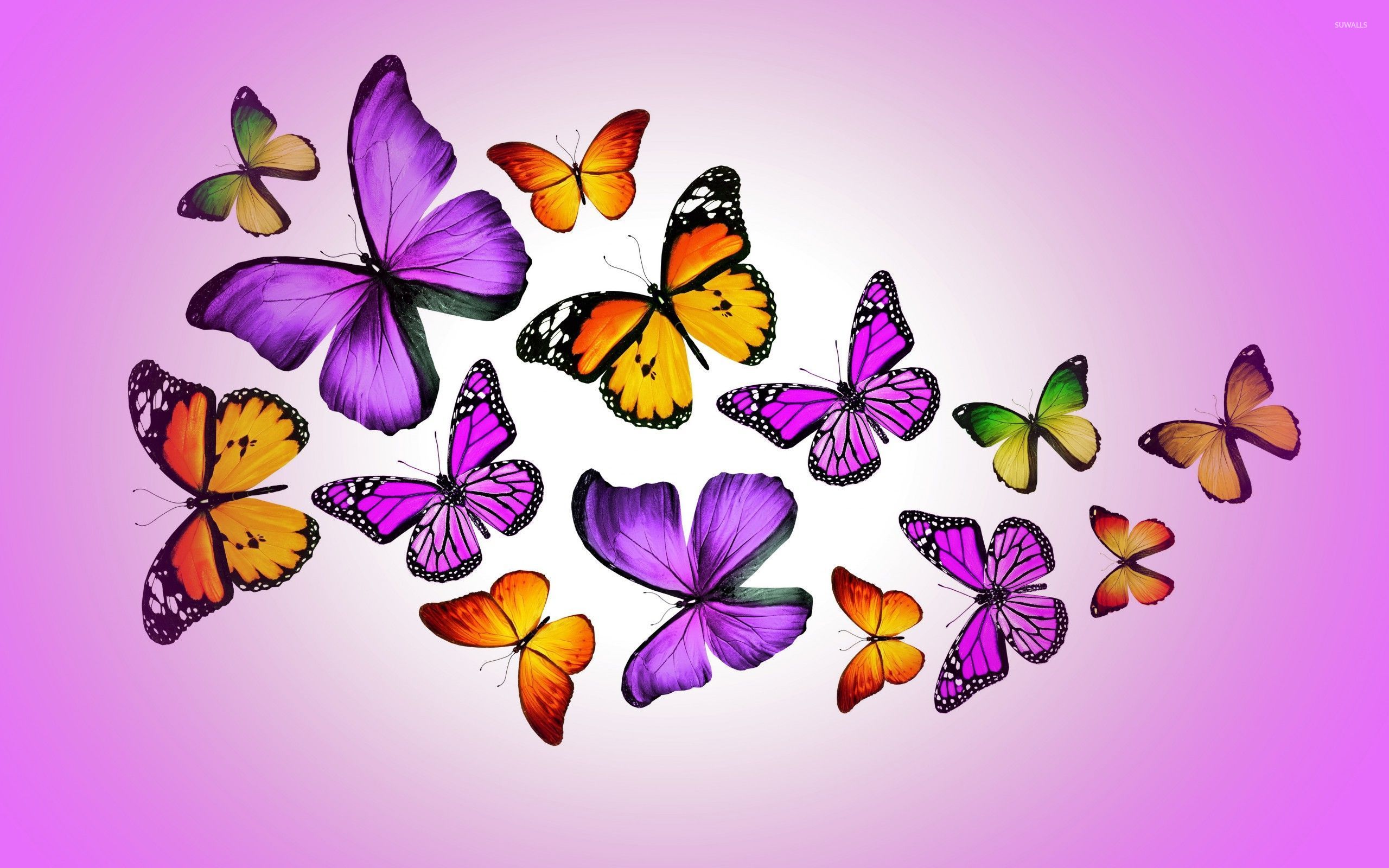 Beautiful Butterflies , HD Wallpaper & Backgrounds