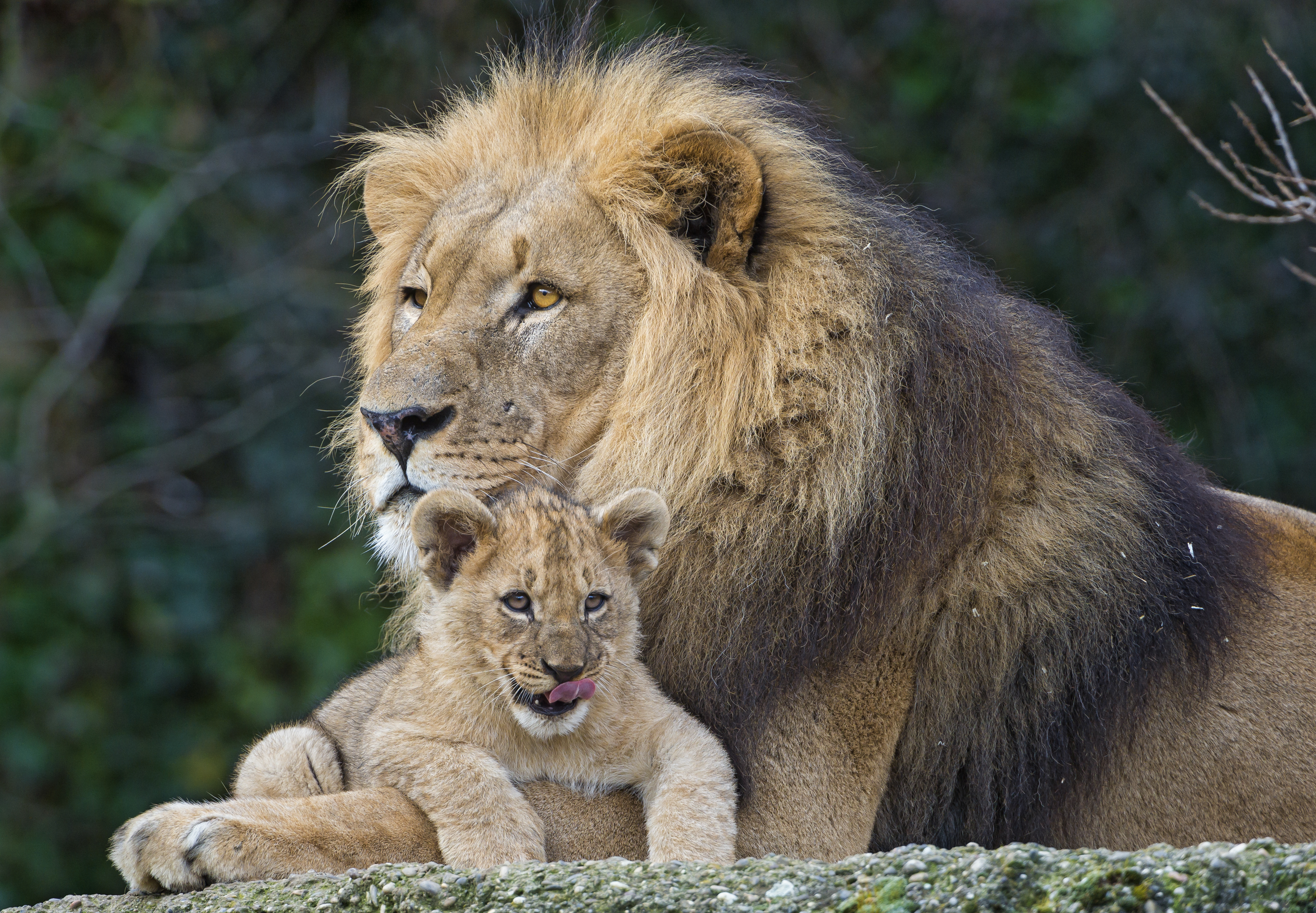Lion And Its Cub , HD Wallpaper & Backgrounds