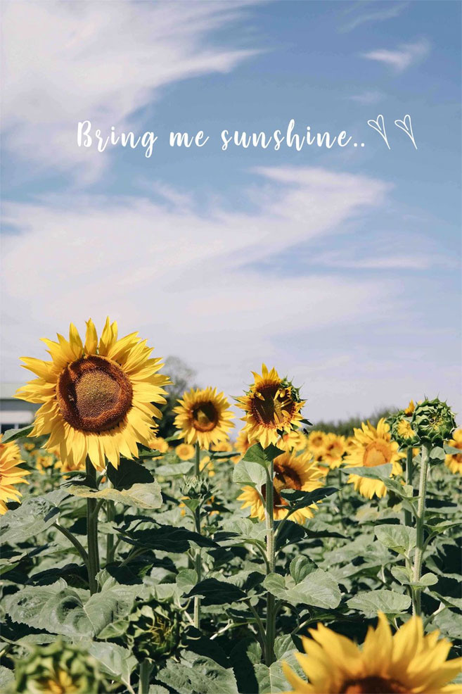 Sunflower Field Blue Sky , HD Wallpaper & Backgrounds