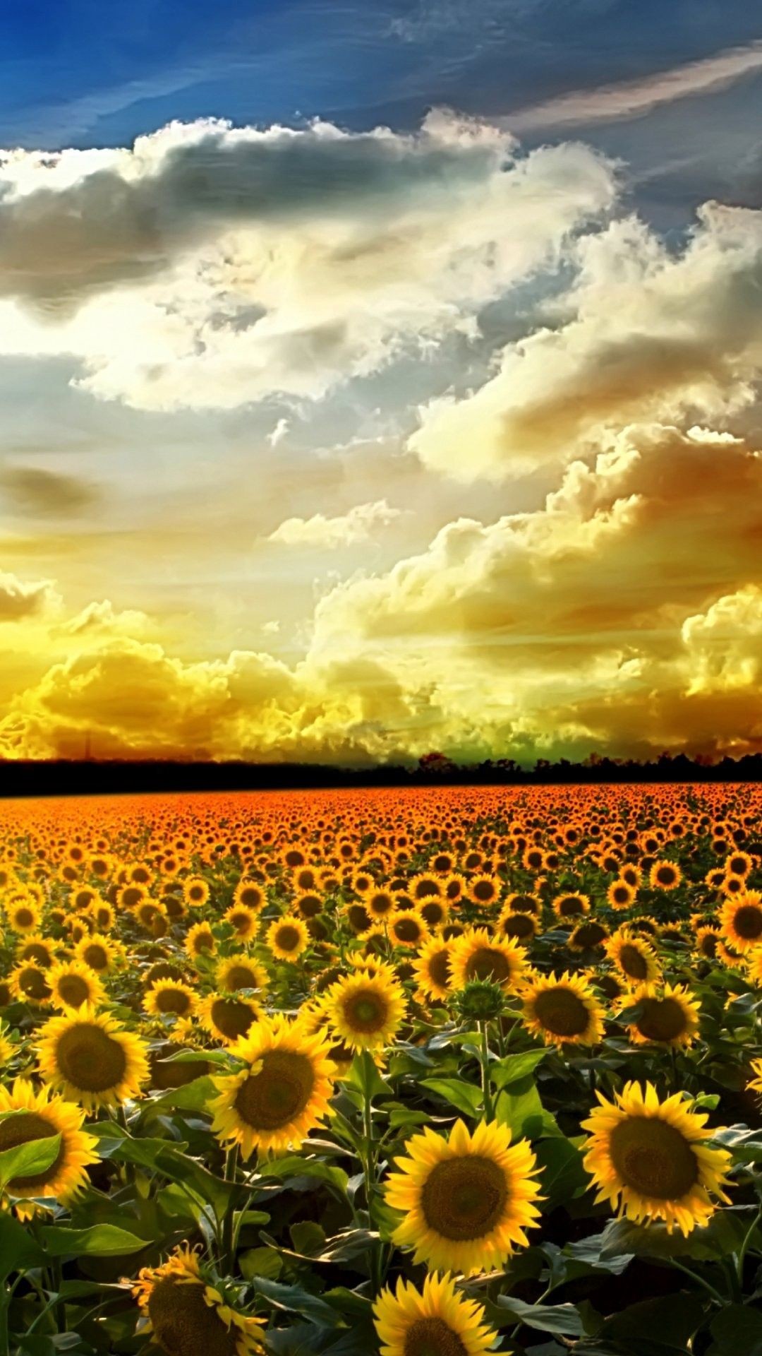 Iphone 6 Wallpaper Sunflower , HD Wallpaper & Backgrounds