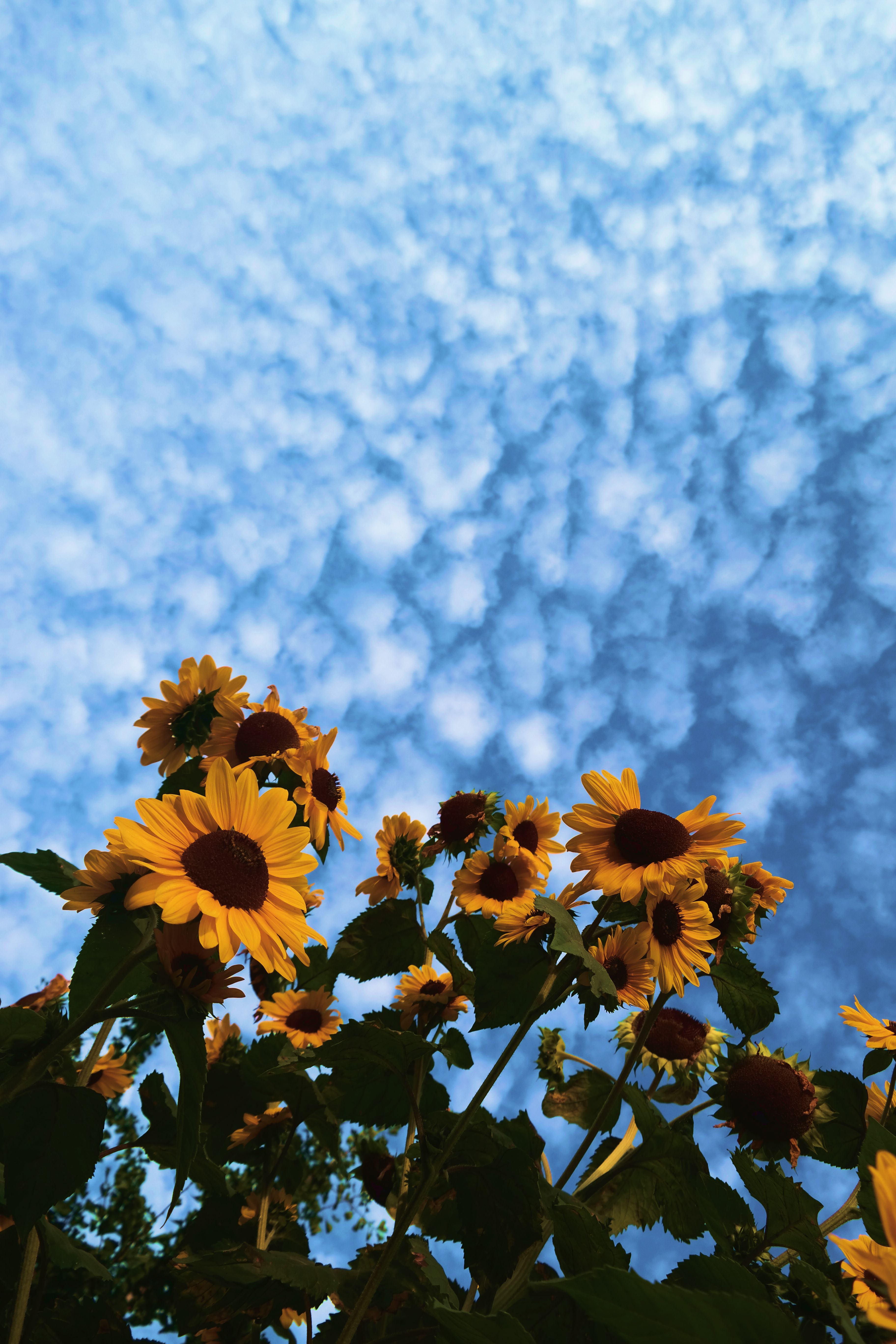 Aesthetic Sunflower Wallpaper Iphone , HD Wallpaper & Backgrounds