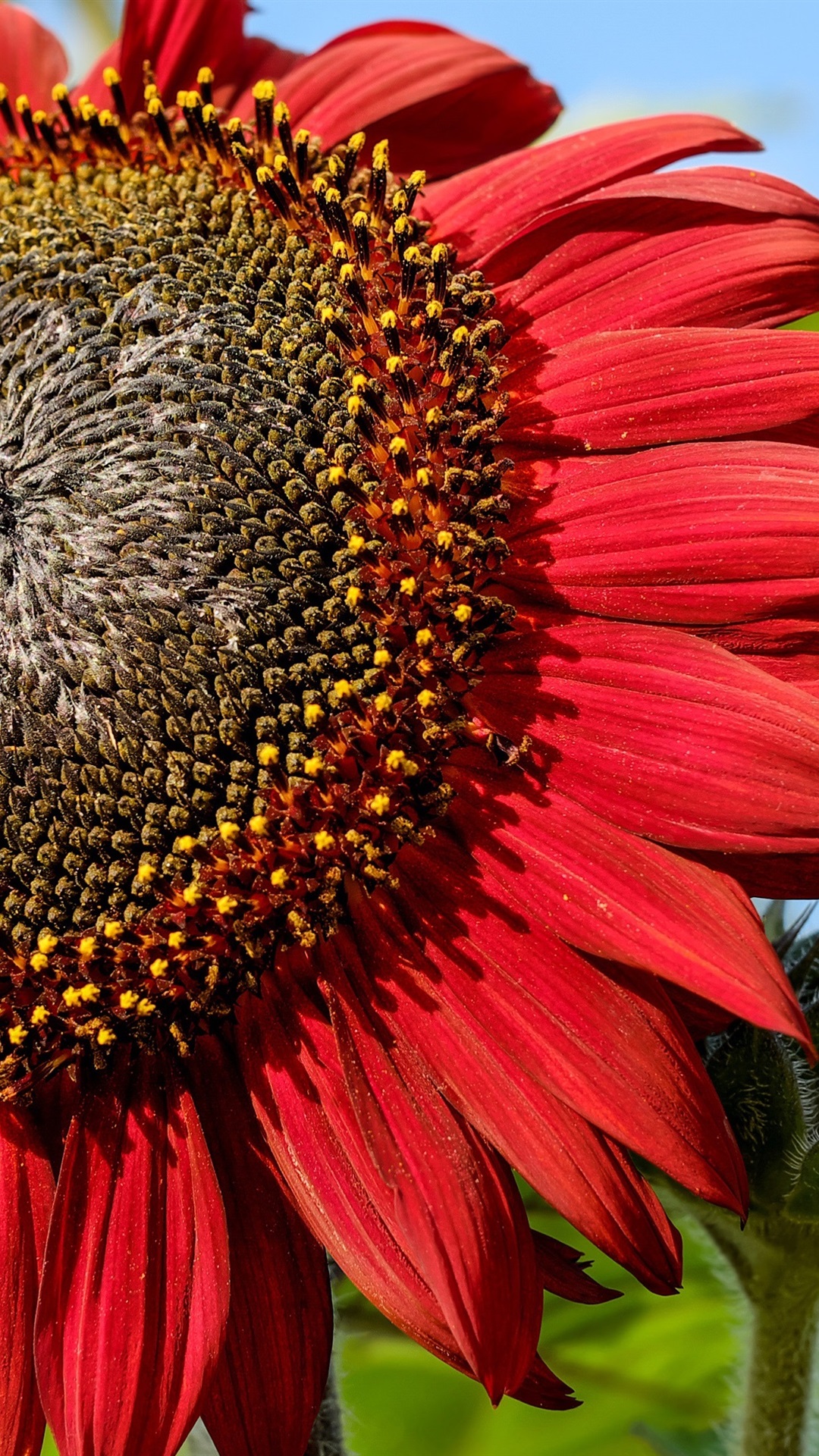 Common Sunflower , HD Wallpaper & Backgrounds