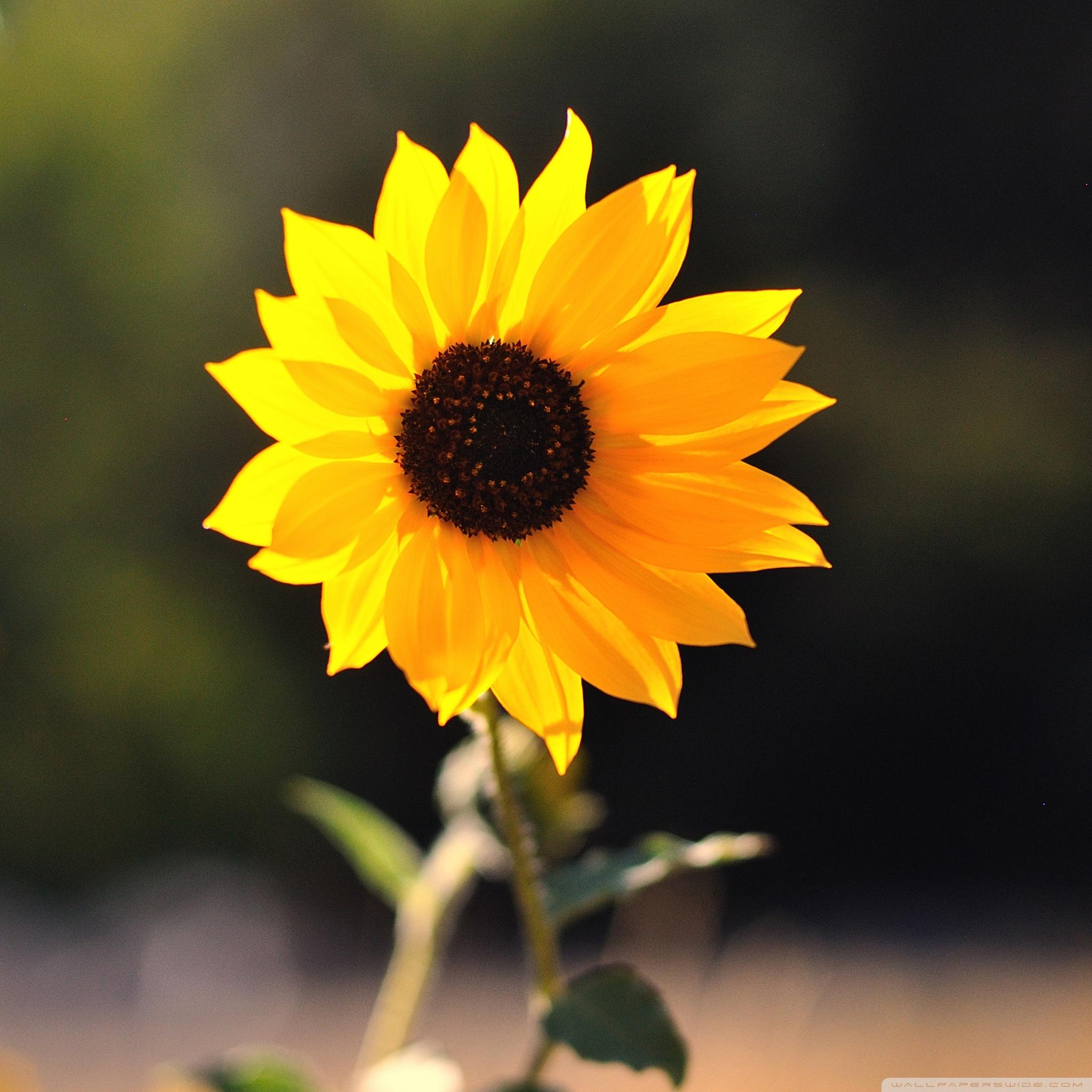 Sunflower Wallpaper For Android Hd , HD Wallpaper & Backgrounds