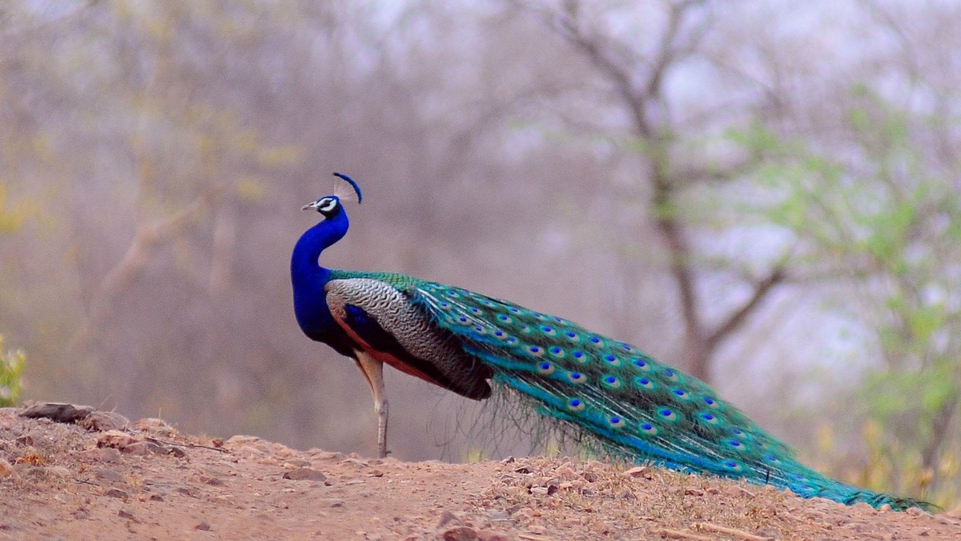 Peacock Images High Resolution , HD Wallpaper & Backgrounds