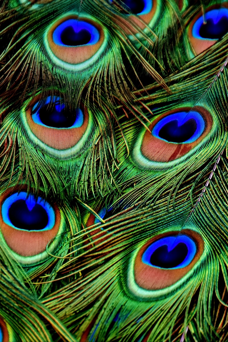 Iphone Peacock Feather Wallpaper Hd , HD Wallpaper & Backgrounds