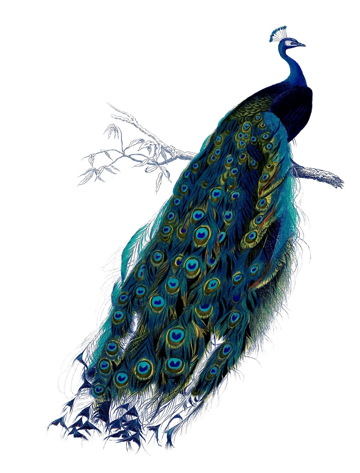 Peacock In Tree Png , HD Wallpaper & Backgrounds
