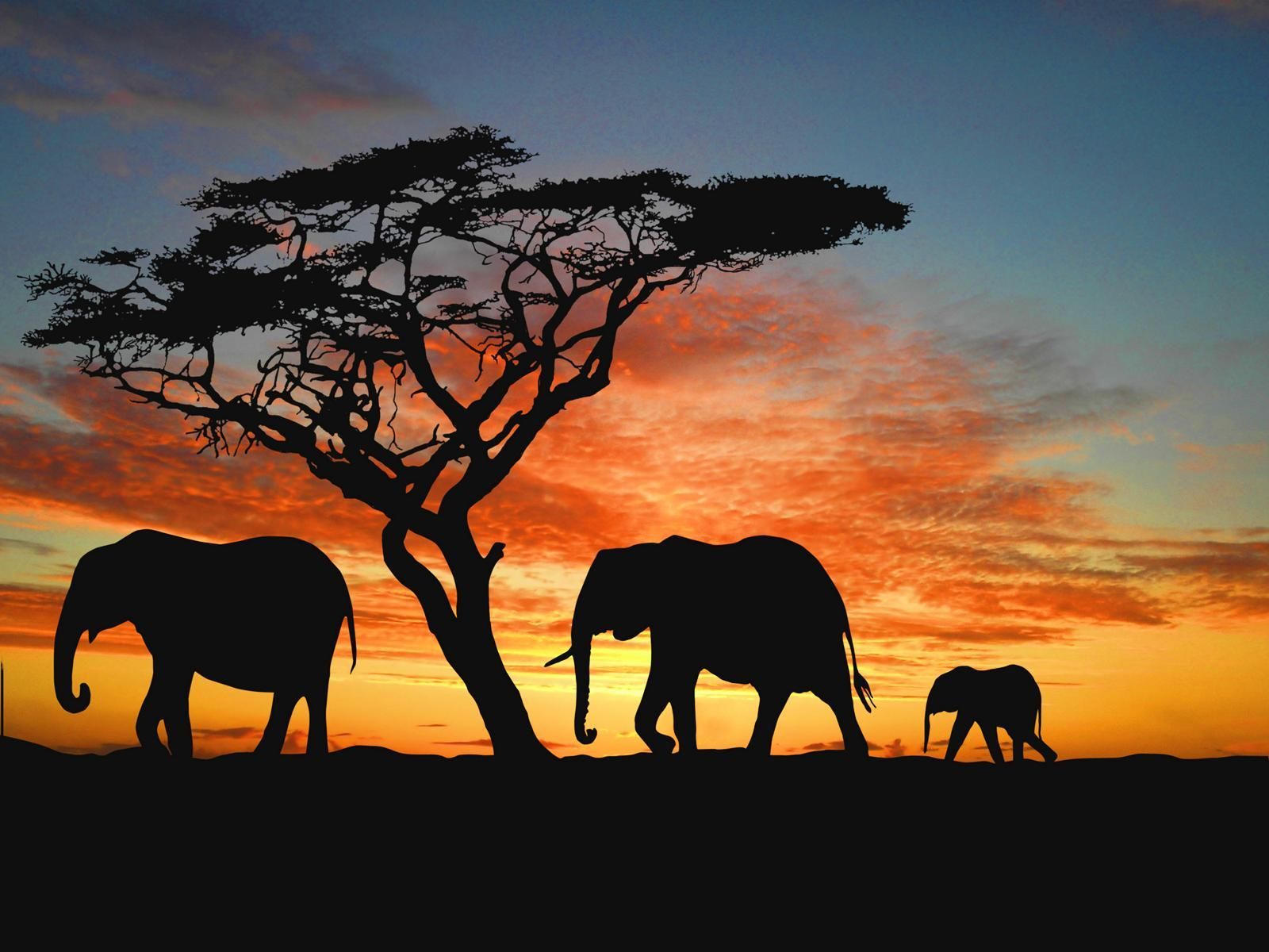 Africa Safari , HD Wallpaper & Backgrounds