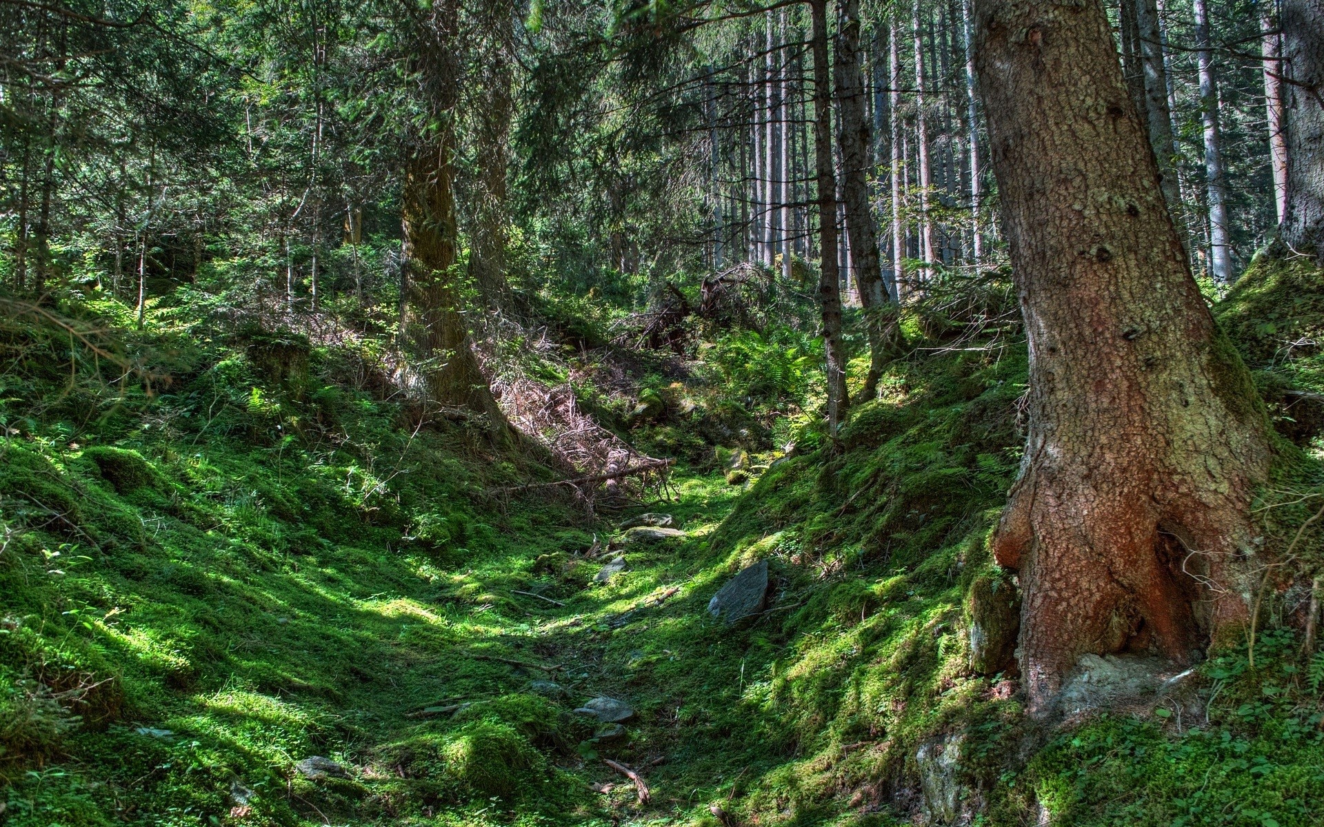 Bavarian Forest , HD Wallpaper & Backgrounds