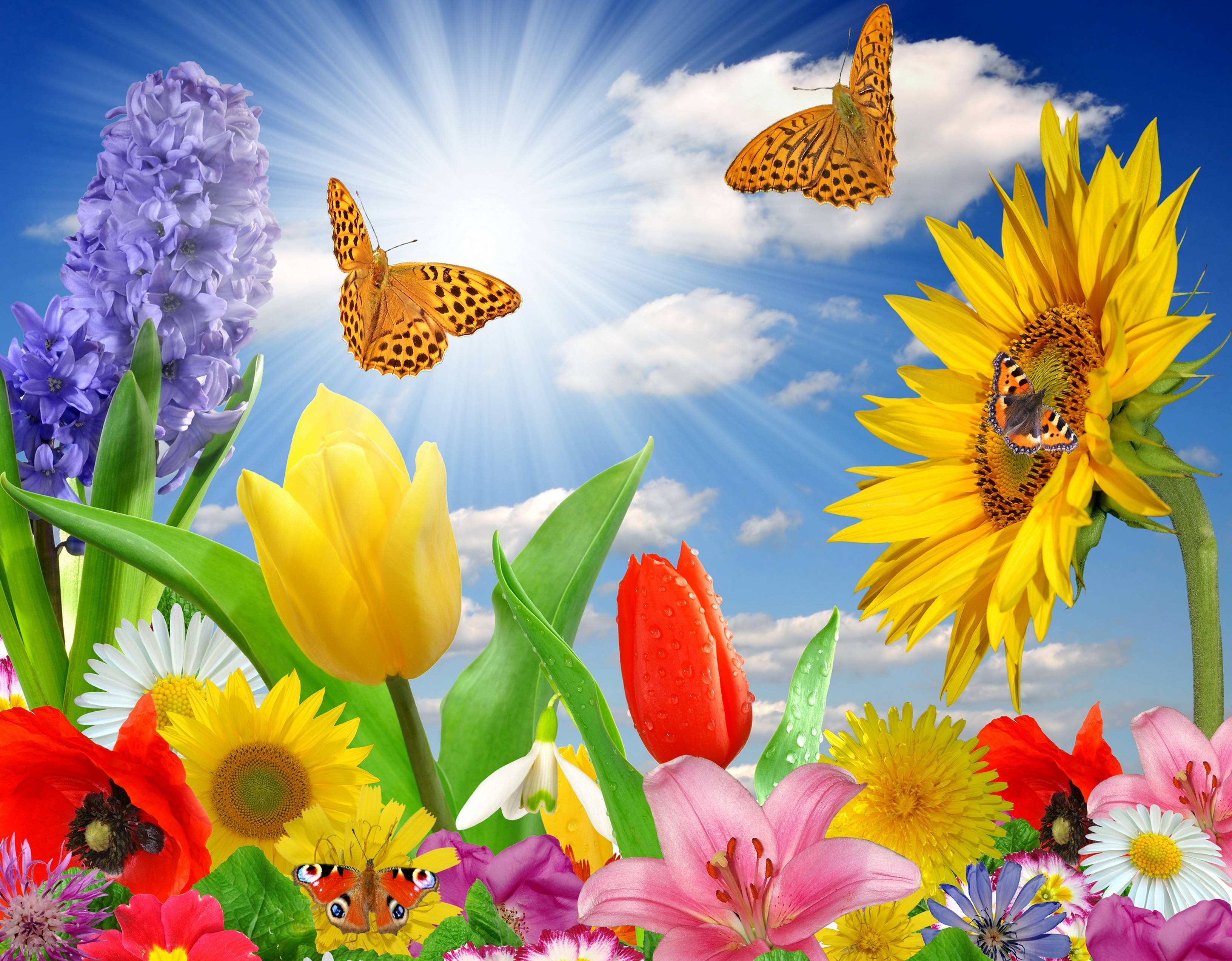 Spring Flowers And Butterflies , HD Wallpaper & Backgrounds