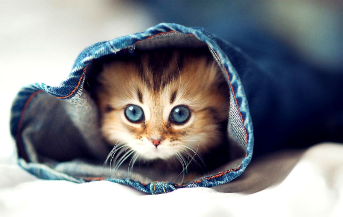 Cute Animal Backgrounds , HD Wallpaper & Backgrounds