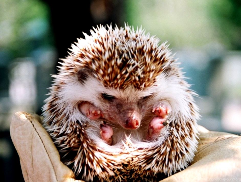 Baby Hedgehog Curled Up , HD Wallpaper & Backgrounds