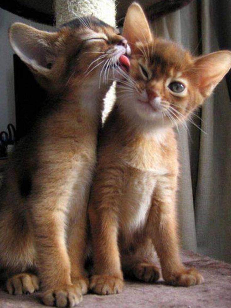 Kitten Kisses , HD Wallpaper & Backgrounds
