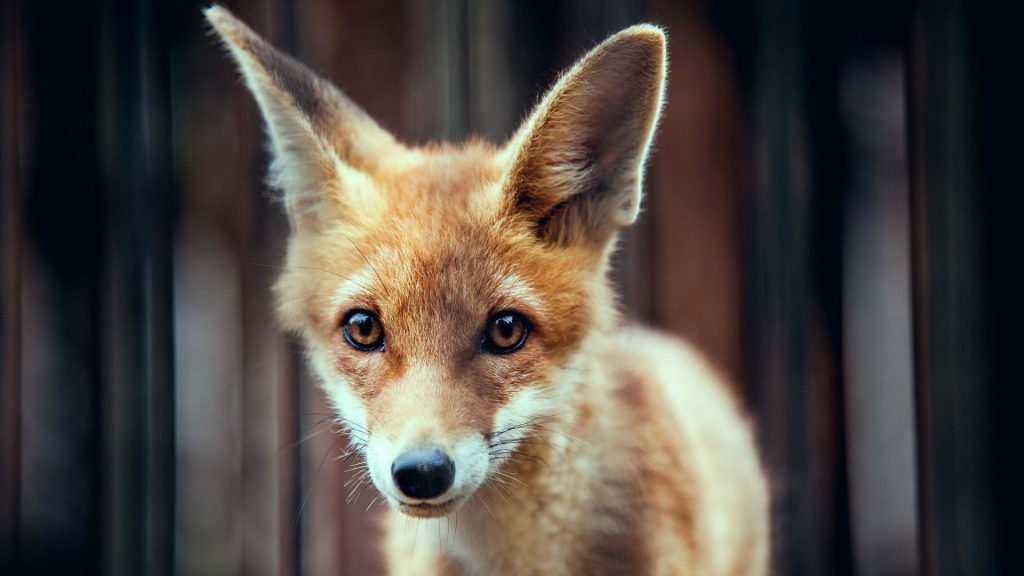 Close Up Baby Fox , HD Wallpaper & Backgrounds