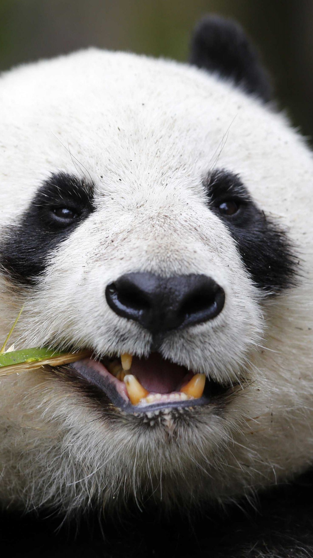 Panda Animal Behavior , HD Wallpaper & Backgrounds