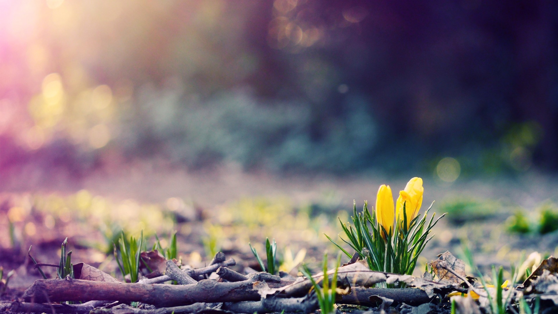 Spring Hd Wallpapers 1080p , HD Wallpaper & Backgrounds