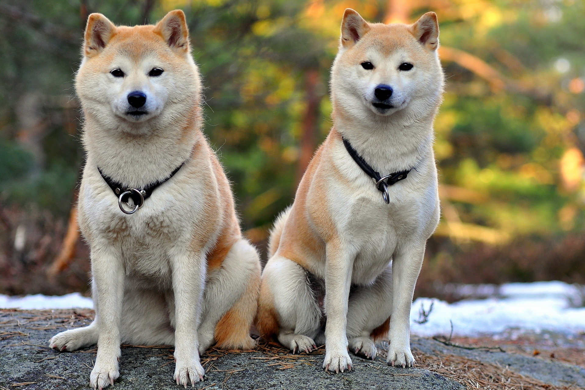 Shiba Inu 2364932 Hd Wallpaper Backgrounds Download