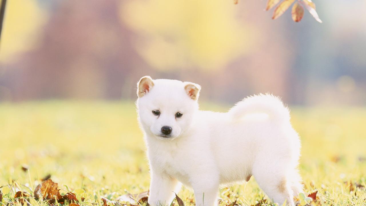 Shiba Inu Puppy , HD Wallpaper & Backgrounds