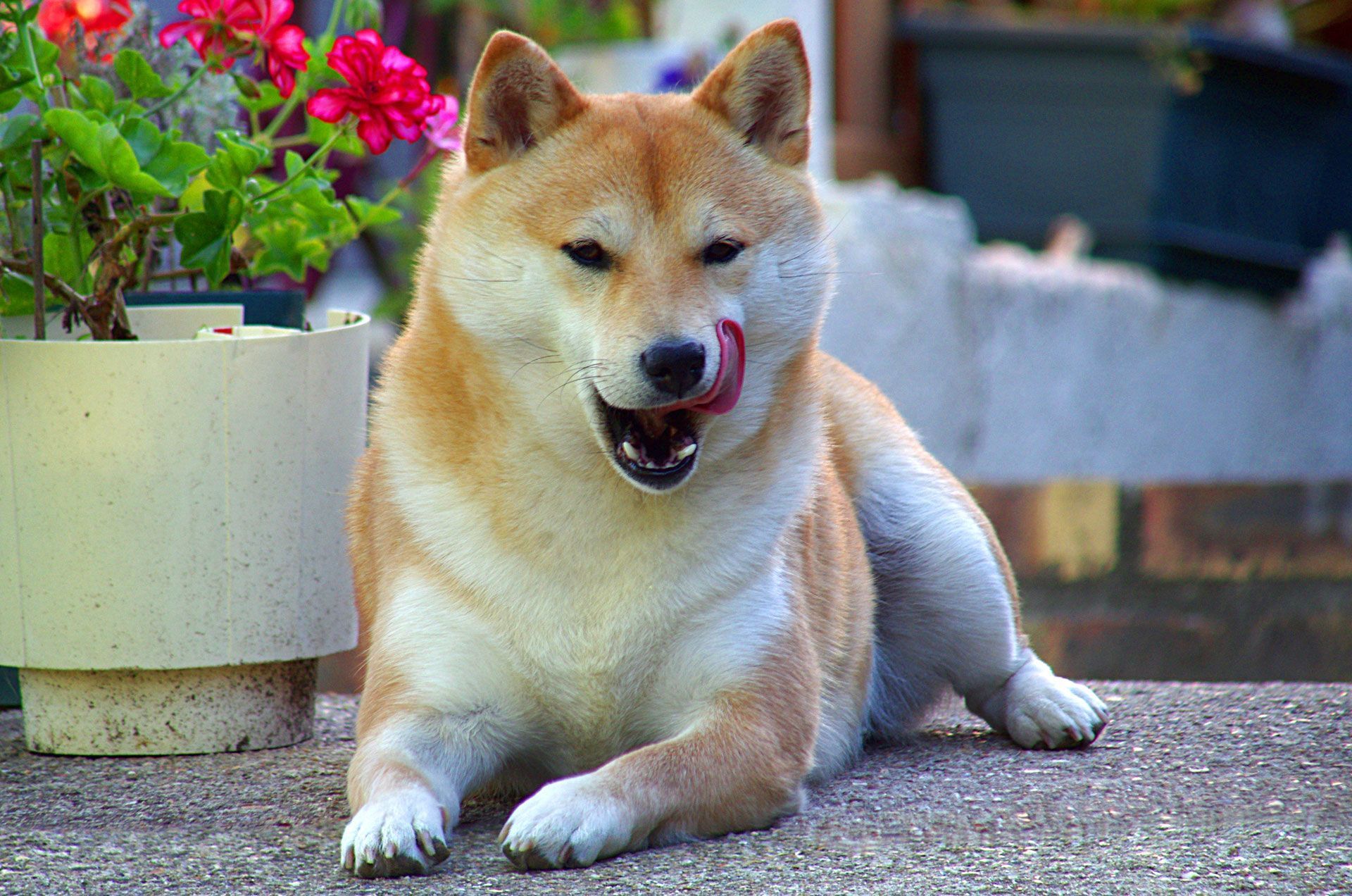 Shiba Inu Wallpaper , HD Wallpaper & Backgrounds