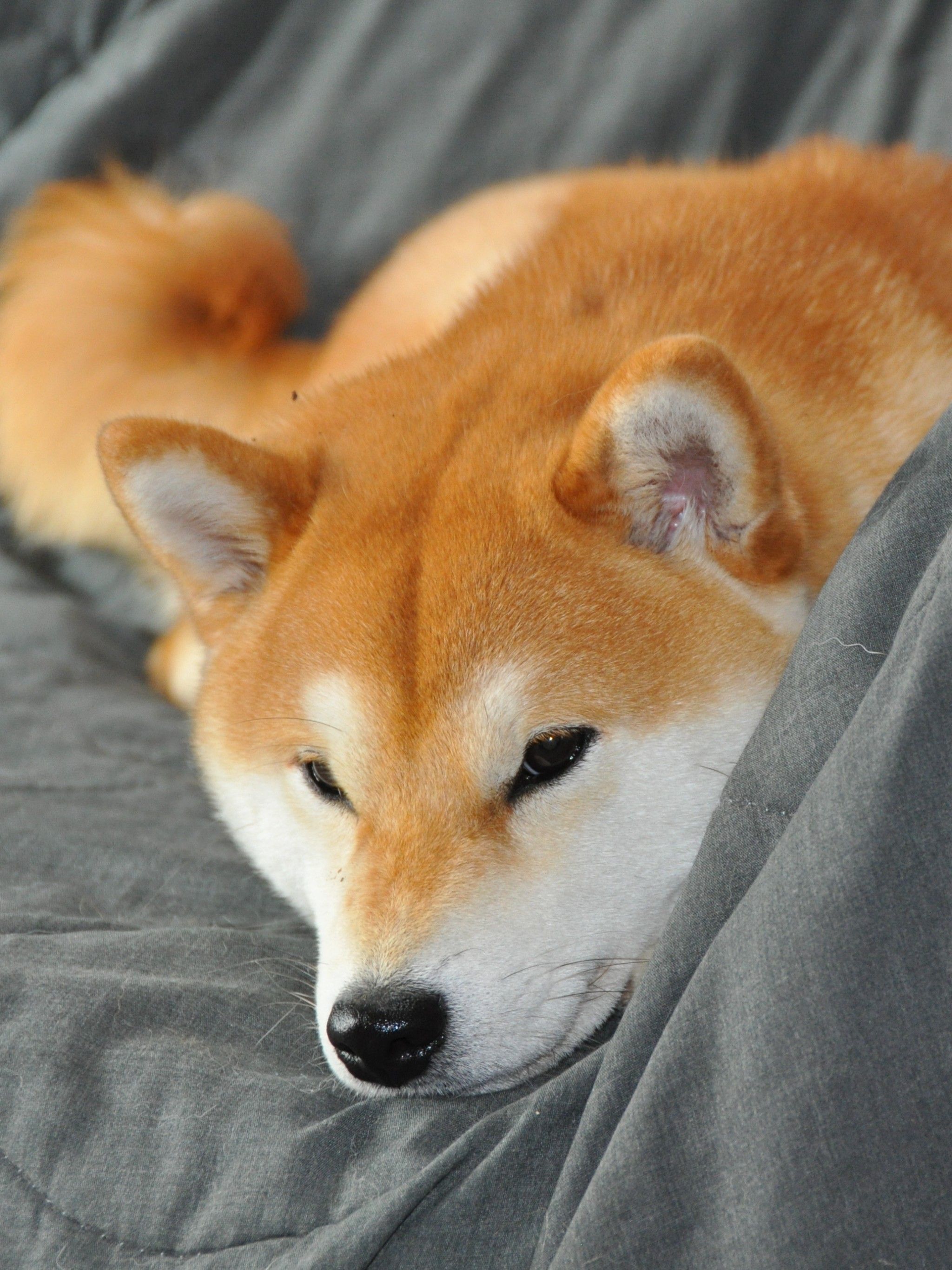 Shiba Inu On Couch , HD Wallpaper & Backgrounds
