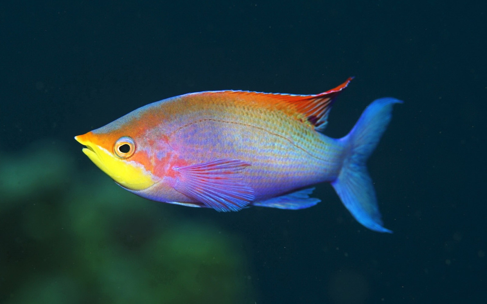 Colorful Deep Sea Fish , HD Wallpaper & Backgrounds