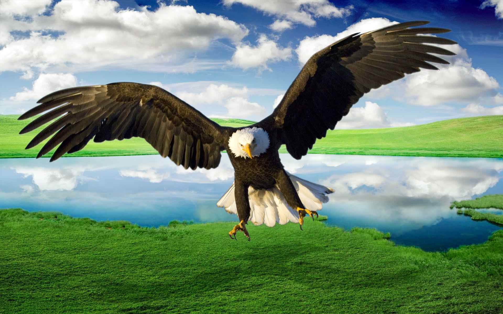 Eagle With Background , HD Wallpaper & Backgrounds