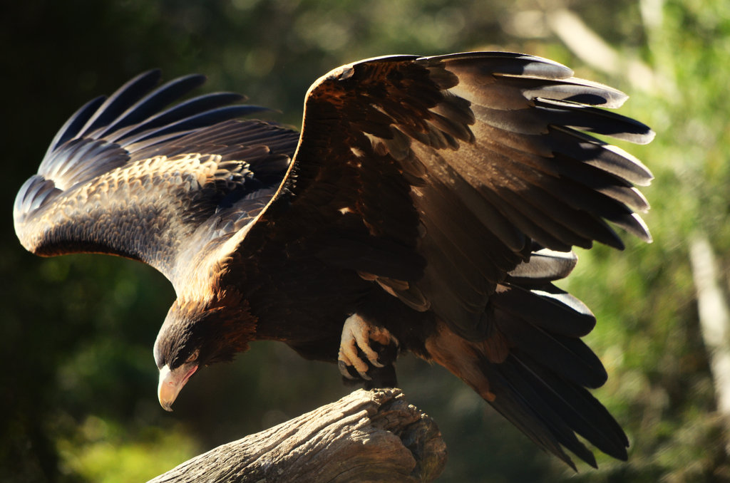 Wedge Tailed Eagle , HD Wallpaper & Backgrounds