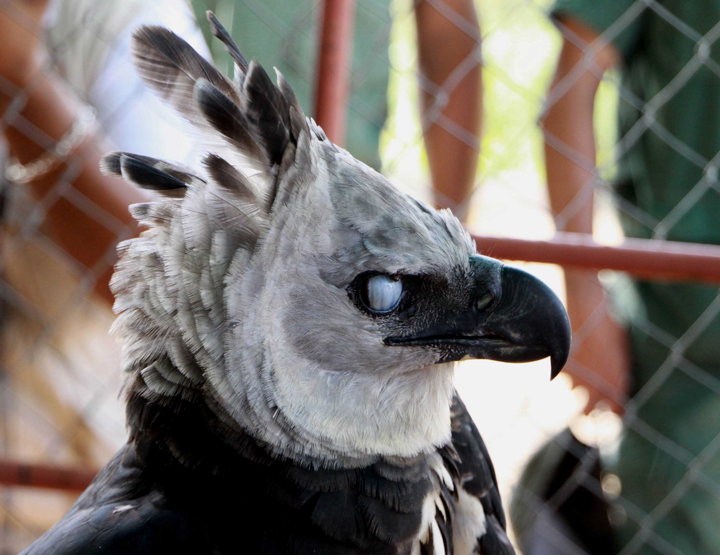 Harpy Eagle Grey Eyes , HD Wallpaper & Backgrounds