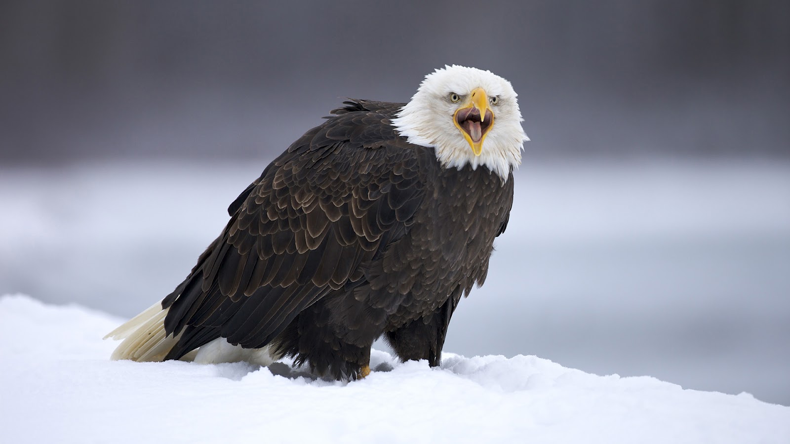 Bald Eagle Snowing Flying , HD Wallpaper & Backgrounds