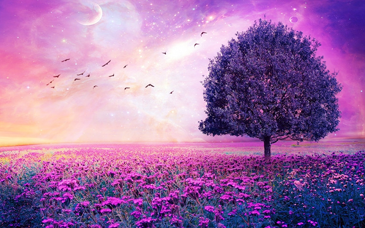 Purple Flowers , HD Wallpaper & Backgrounds