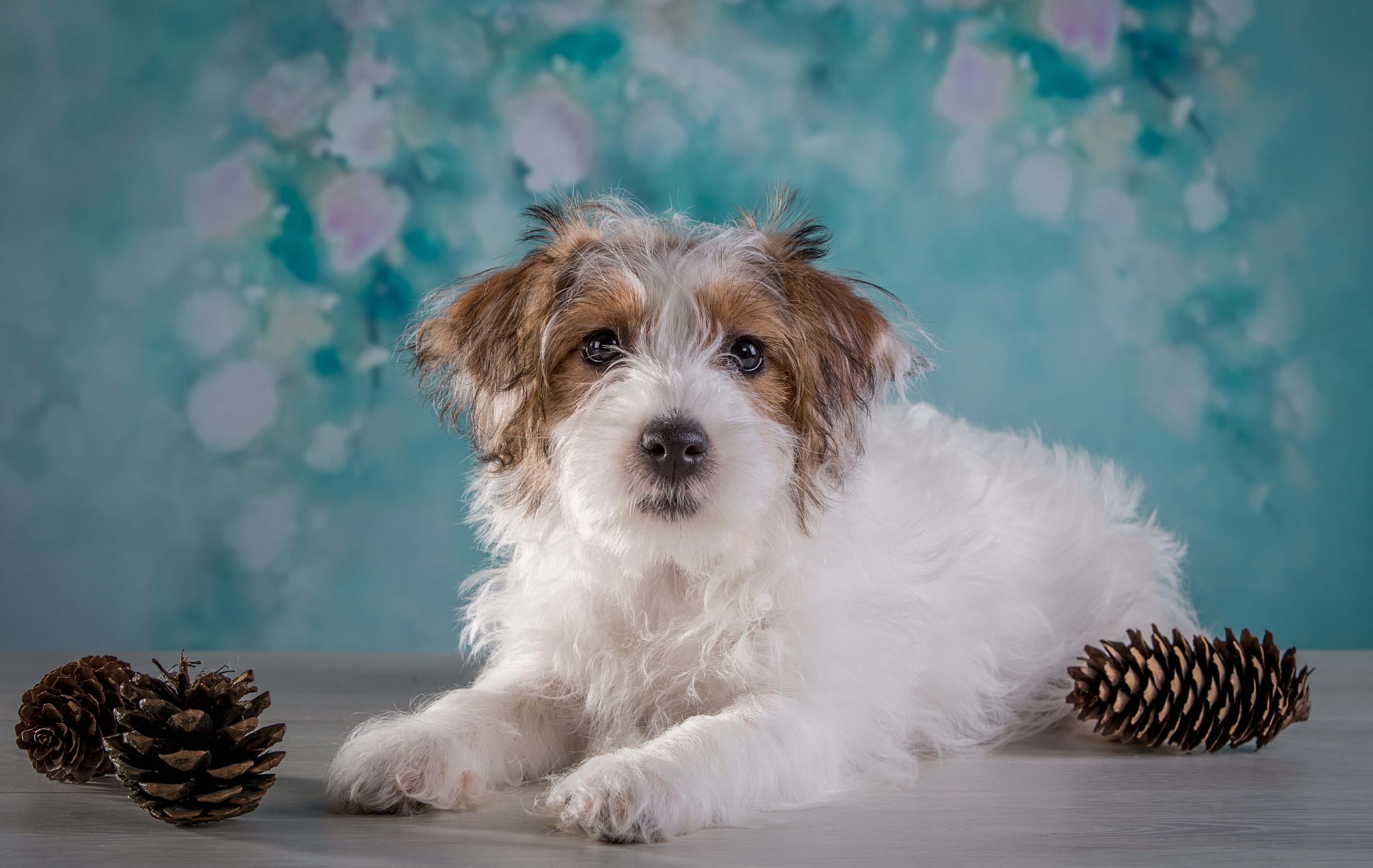 Fluffy Dog , HD Wallpaper & Backgrounds