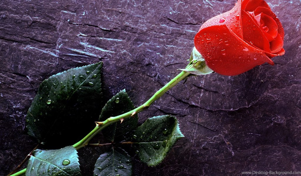 Fresh Single Red Rose , HD Wallpaper & Backgrounds